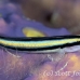 goby_sharknose_lr_gc_h_0037_cay3929.jpg